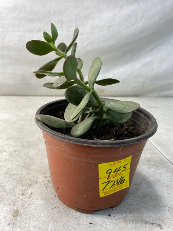 Potted Jade Plant (Crassula ovata)