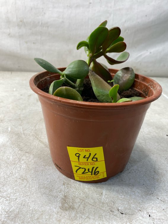 Potted Jade Succulent