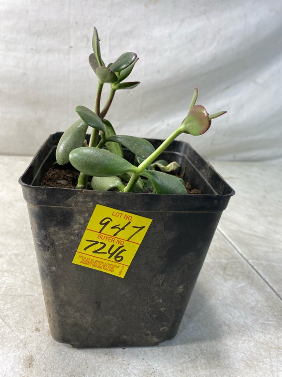 Potted Jade Succulent Plant