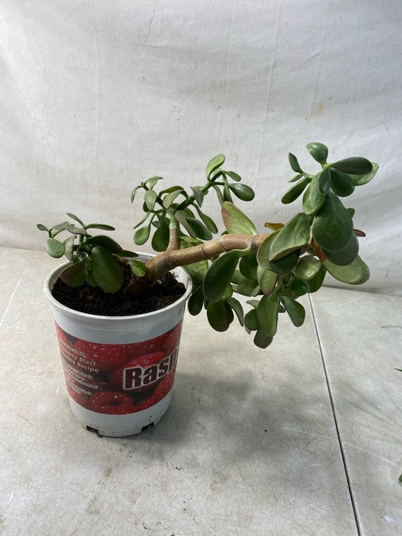 Potted Jade Succulent Plant
