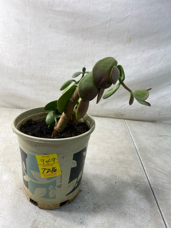 Potted Jade Plant