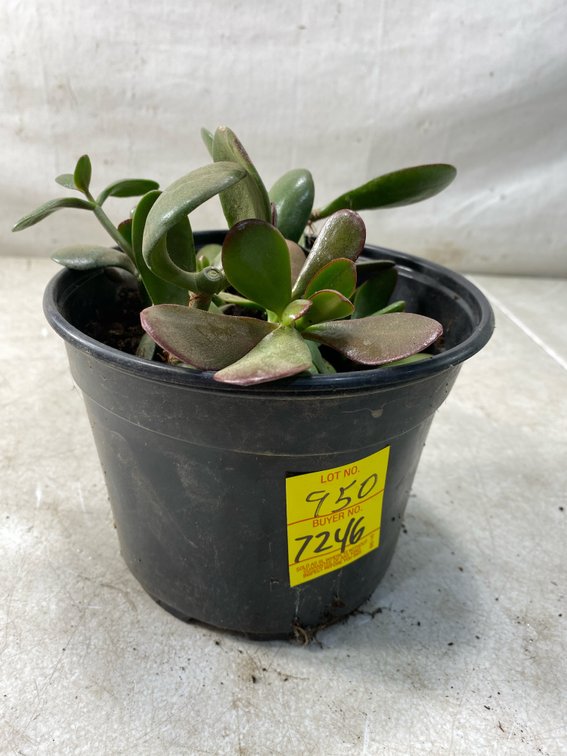 Potted Jade Plant (Crassula Ovata)