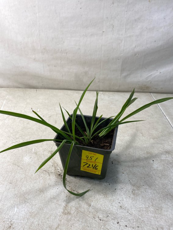 Potted Green Spider Plant in Nursery Pot