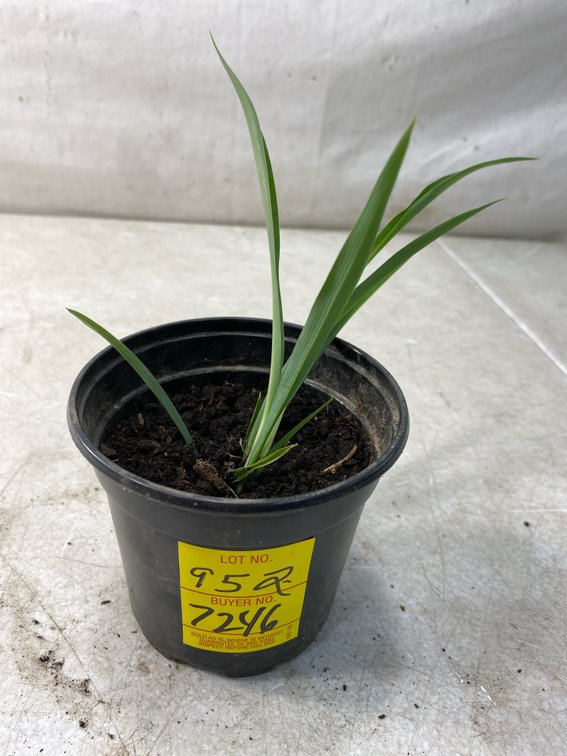Potted Green Spider Plant in Nursery Pot