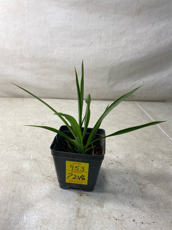 Potted Green Spider Plant in Nursery Pot