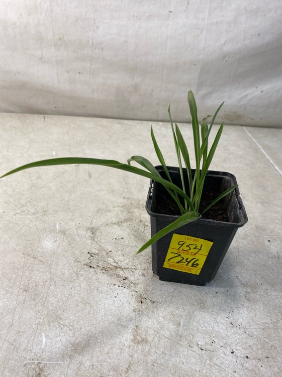 Potted Green Spider Plant in Nursery Pot