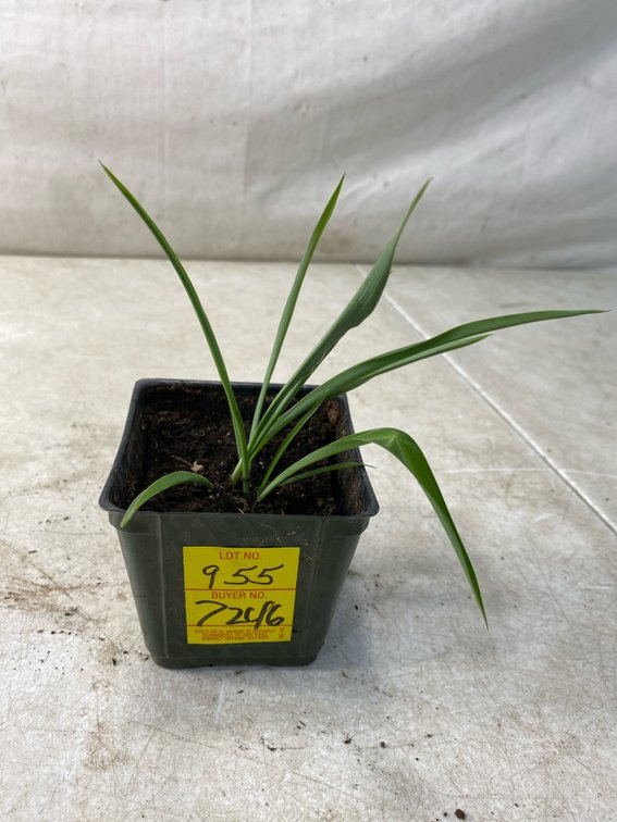 Potted Green Spider Plant in Nursery Pot