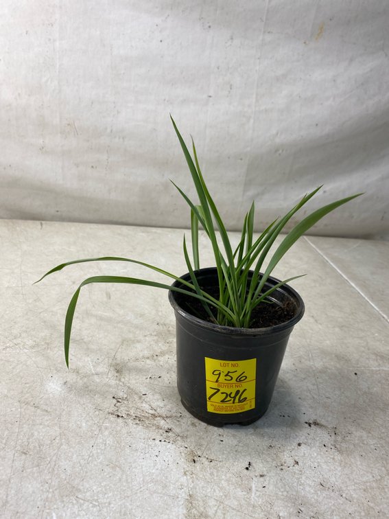 Potted Green Spider Plant in Nursery Pot