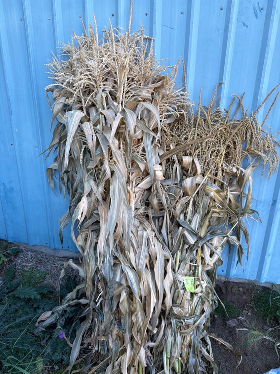 Dried Corn Stalk Bundle