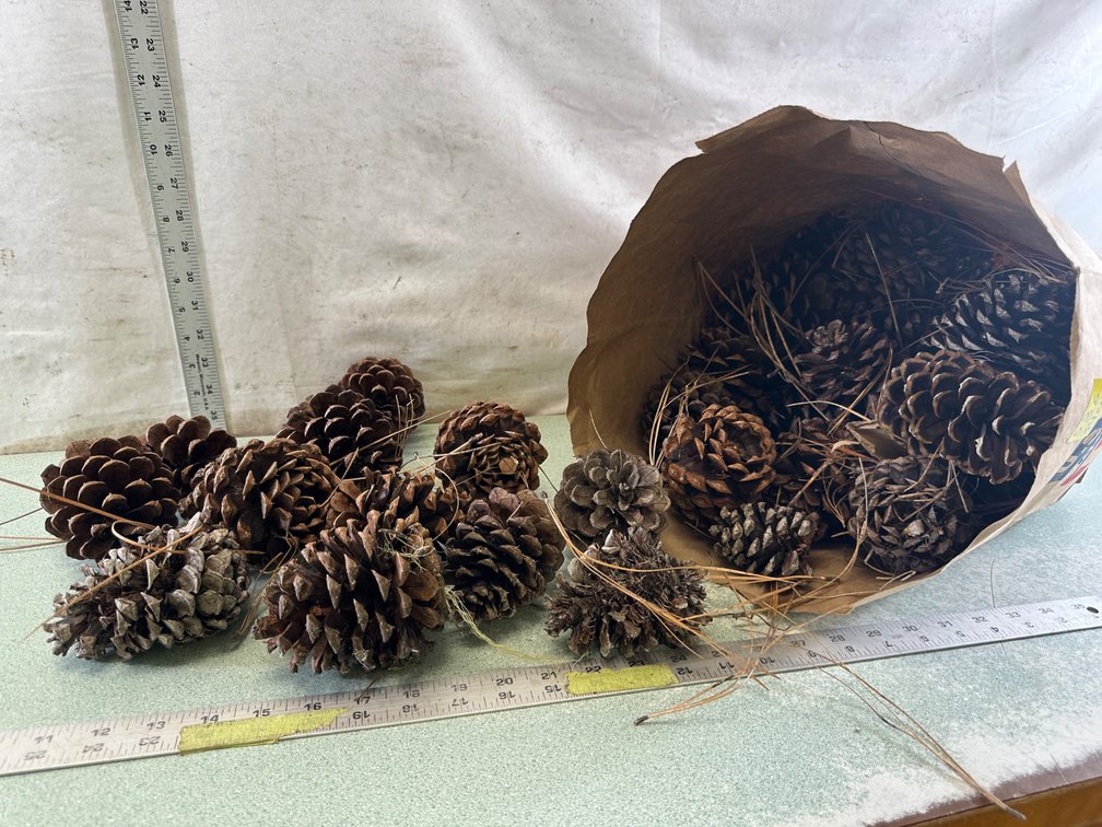 Natural Pine Cone