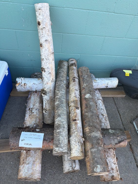 Mushroom Inoculated Birch Log