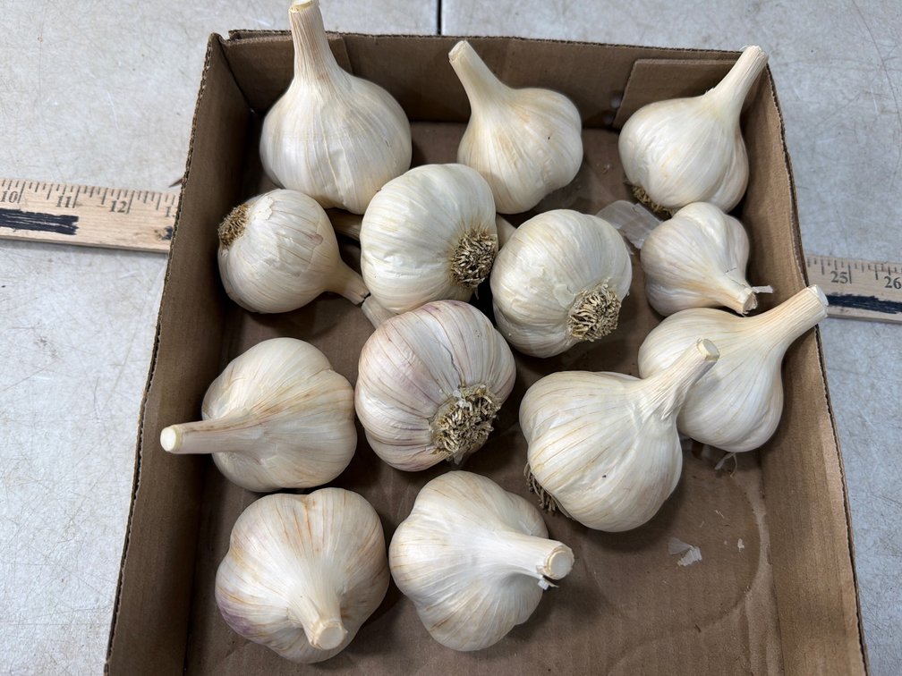 2Lbs. Garlic in Cardboard Tray