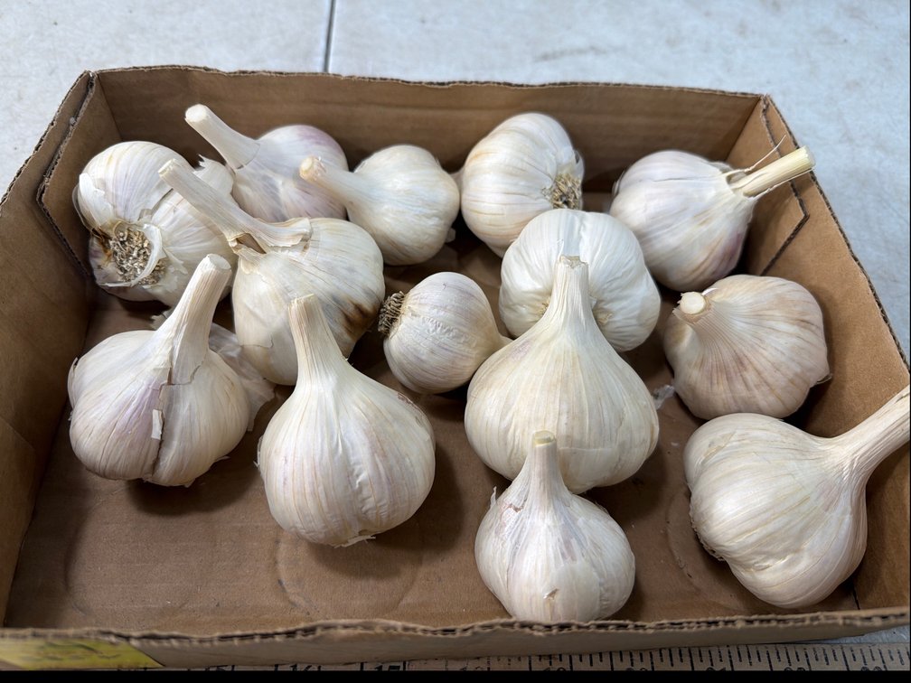 2 Lbs. Garlic in Cardboard Tray