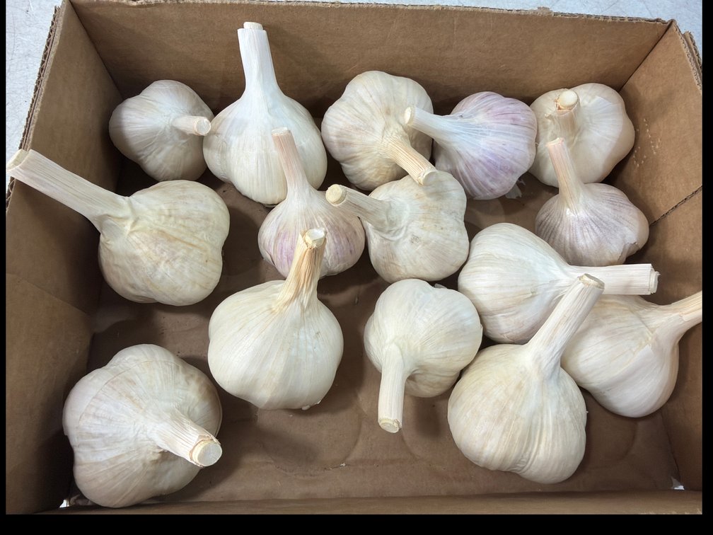 2 Lbs. Garlic in Cardboard Box