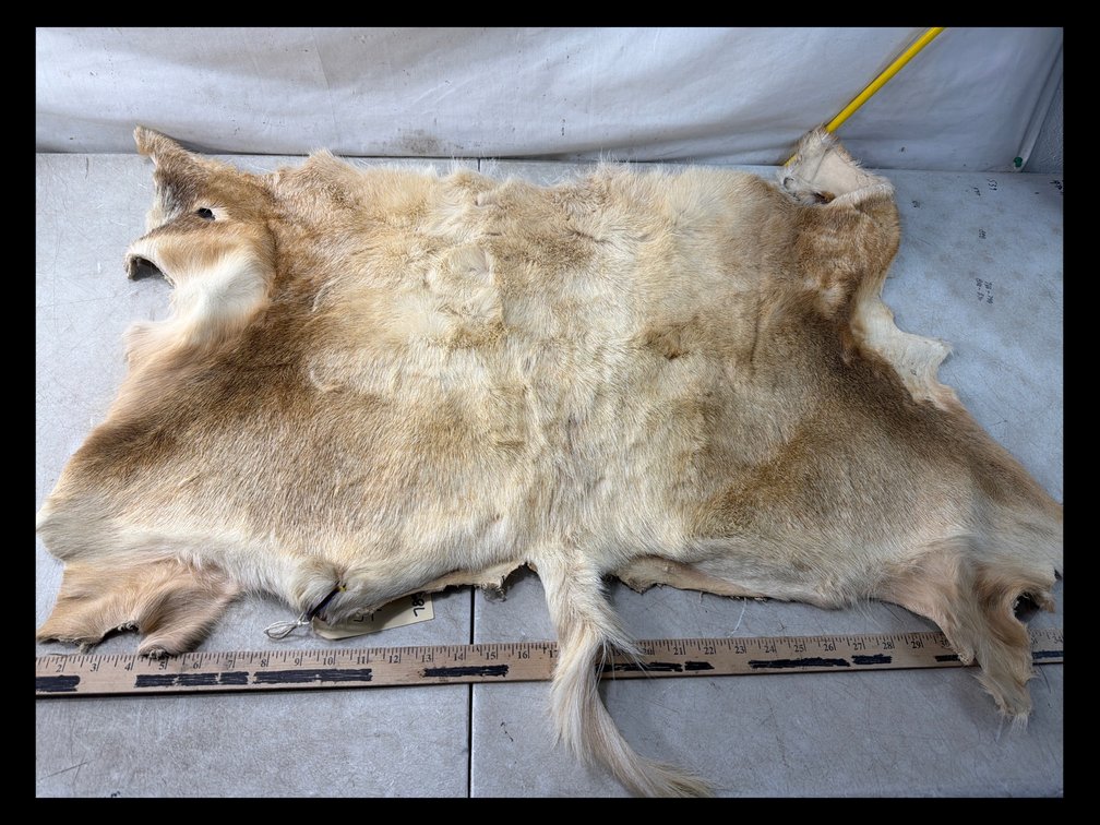 Tanned Animal Fur Pelt with Tail