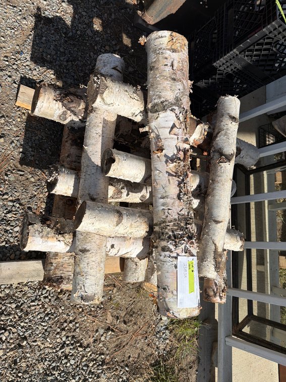 Inoculated Blue Oyster Mushroom Birch Log