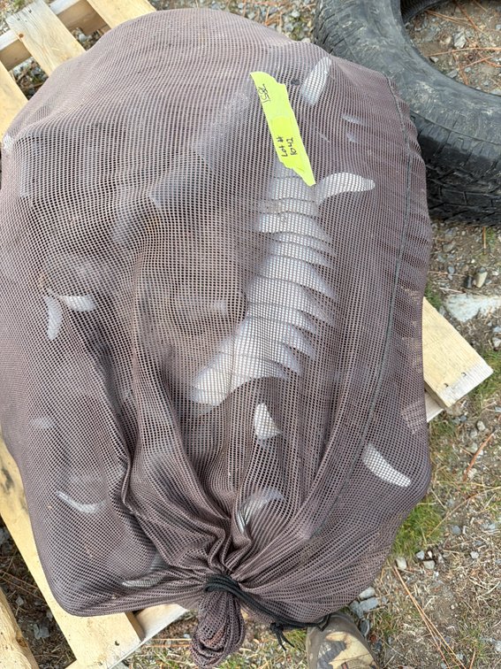 Canada Goose Decoy with Mesh Bag