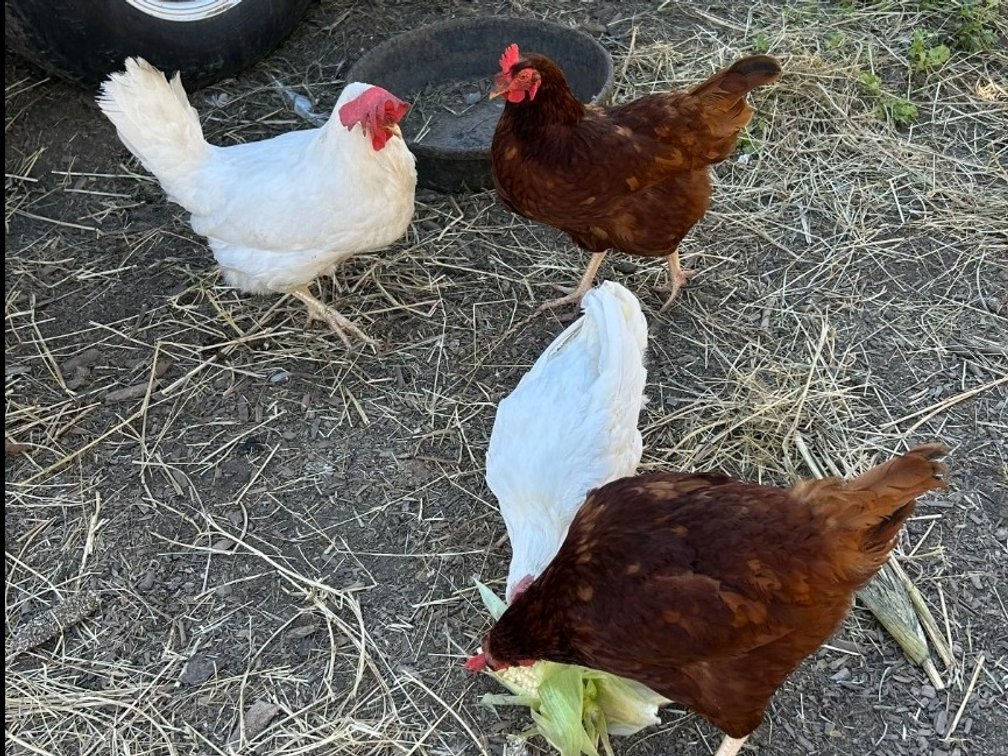2 Rode island reds 2 white Leghorn 2 YO Laying Well