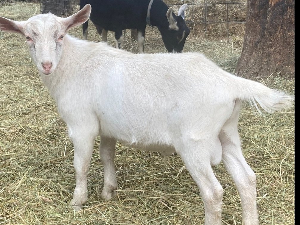 3 1/2 month old buck(billy) Pygmy,Alpine,Saanen goat born 06/28/26