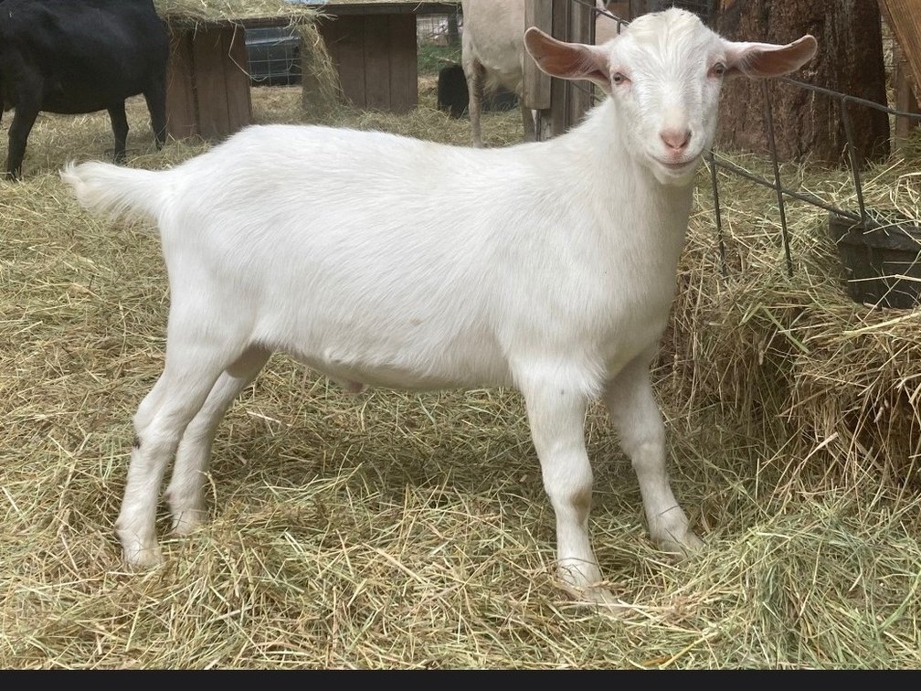 3 1/2 month old buck (Billy) Pygmy,Alpine,Saanen cross goat born a twin on 06/28/26