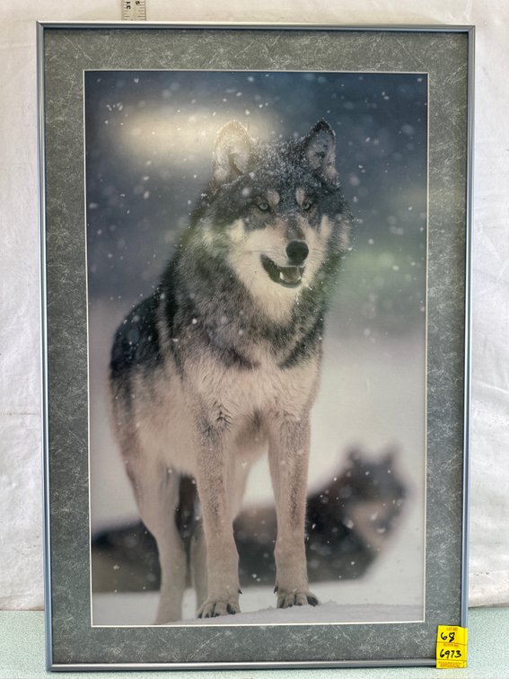 Framed Wolf Photographic Print