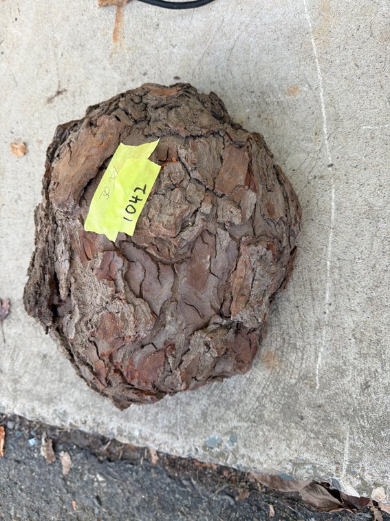 Natural Wood Tree Burl Slice