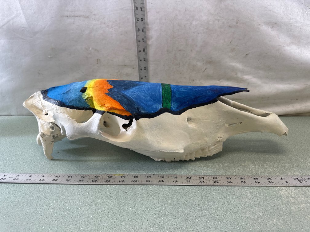 Painted Animal Skull