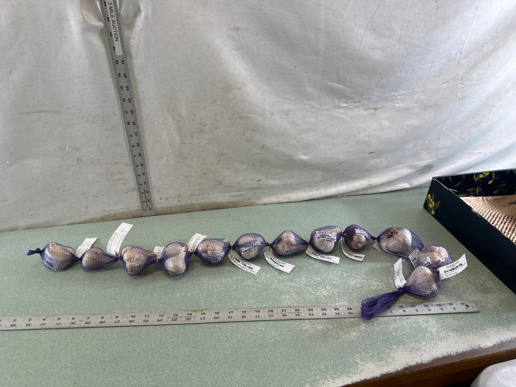 GarlicCraft Garlic in Purple Mesh Sleeve
