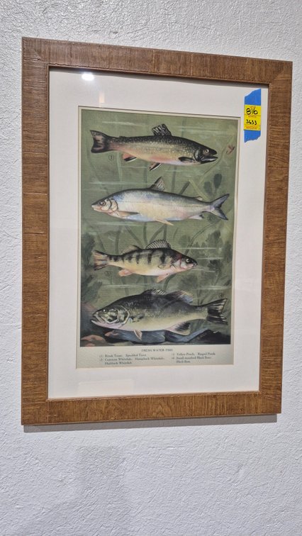 Framed Fresh-Water Fish Print
