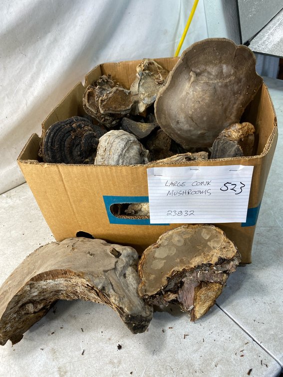 Large Conk Mushroom