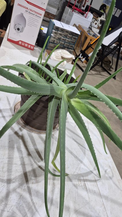 Potted Aloe Vera Plant
