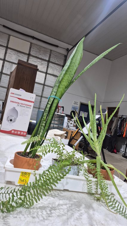 Potted Houseplants