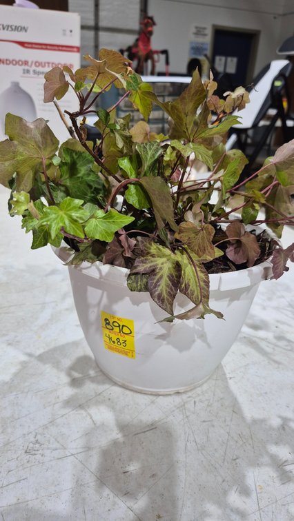 Potted Ivy Plant in White Plastic Pot