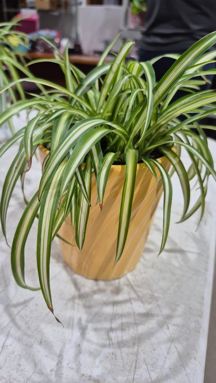 Variegated Spider Plant in Ceramic Planter