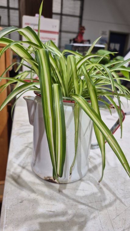 Enamelware Pitcher with Variegated Spider Plant