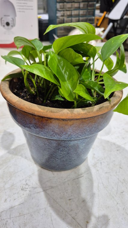 Potted Pothos Houseplant in Glazed Ceramic Planter