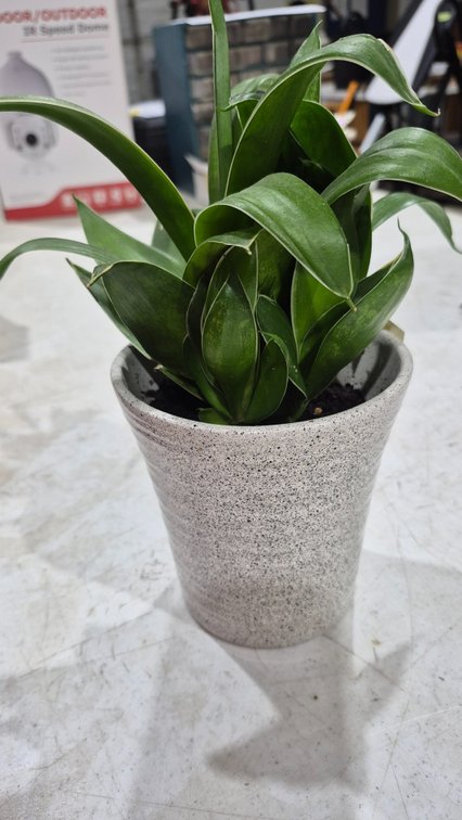 Potted Sansevieria Snake Plant in Ceramic Planter