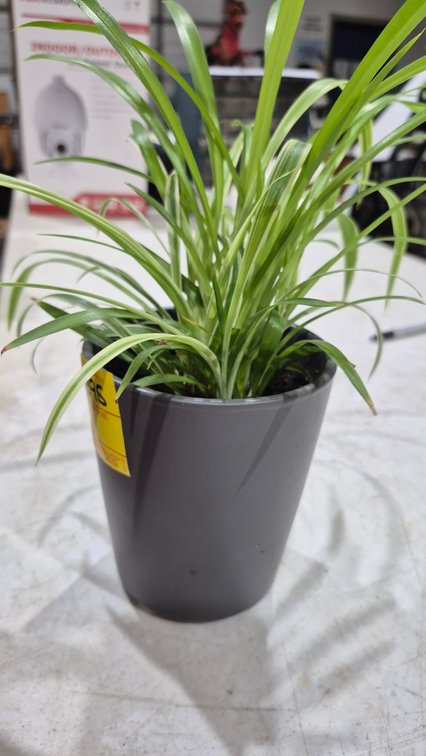 Variegated Spider Plant in Planter