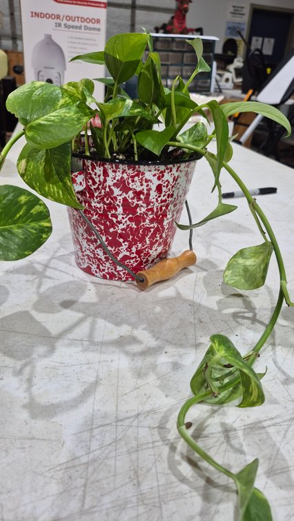 Golden Pothos in Red Enamel Splatter Pail