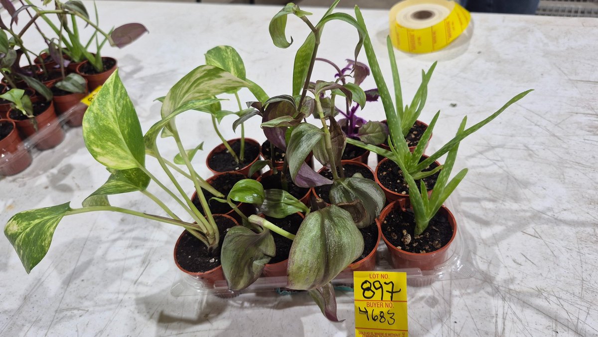 Houseplant Starter Tray