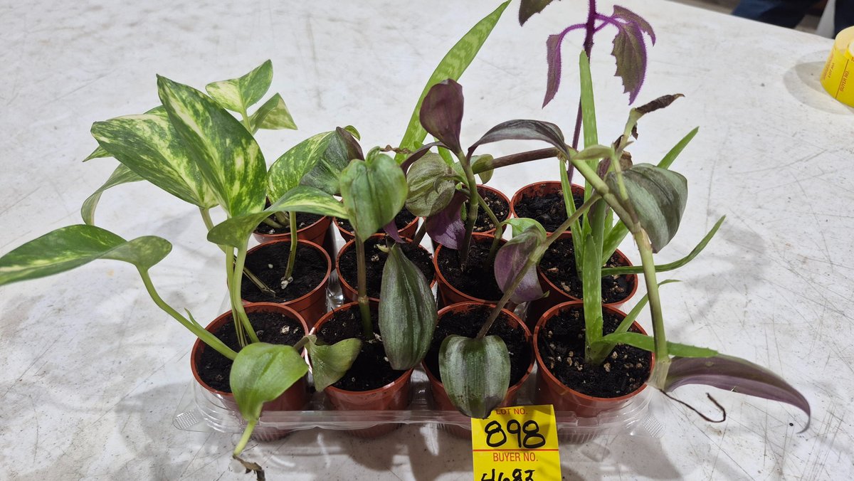 Houseplant Starters in Nursery Pots