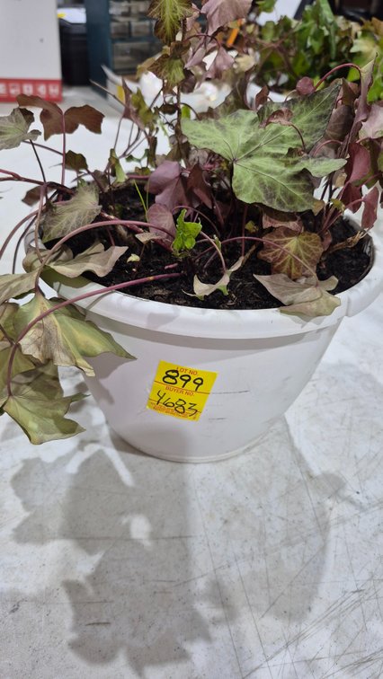 Potted Vine Plant in Plastic Pot
