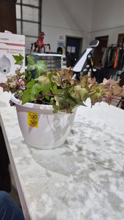 Potted Ivy Plant