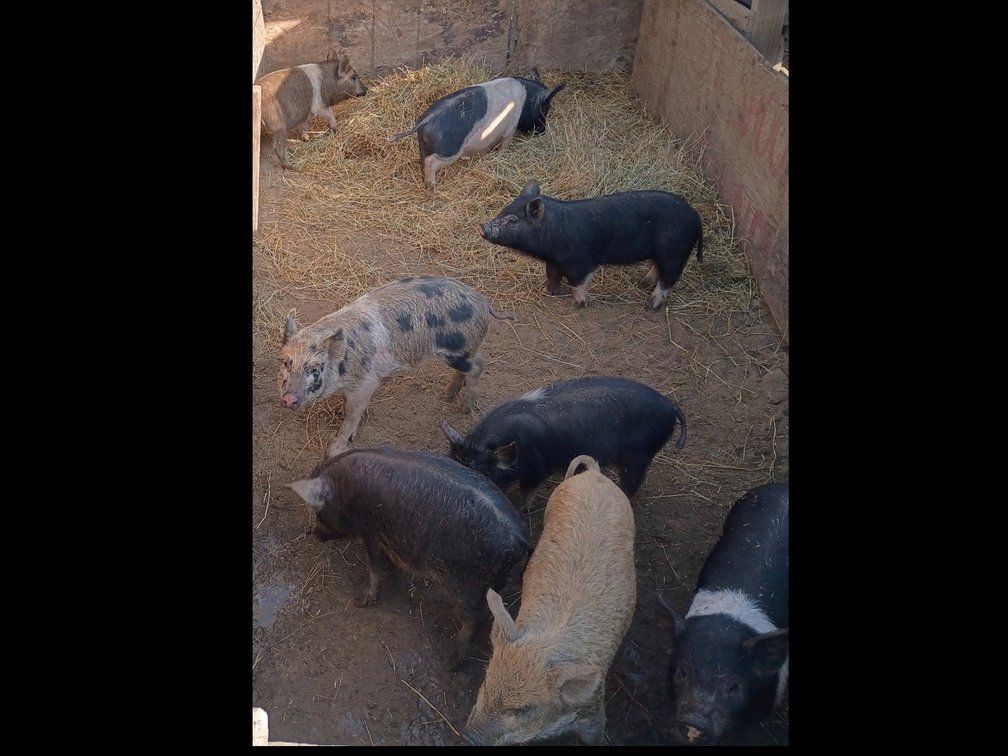 2 Piglets as Seen in Picture Read Description