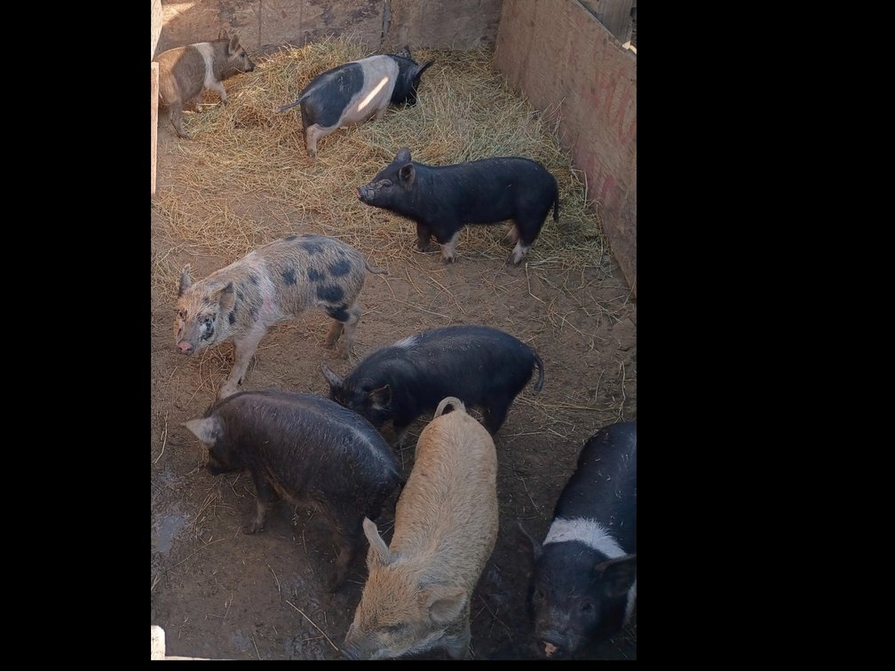 2 Piglets as Seen in Picture Read Description
