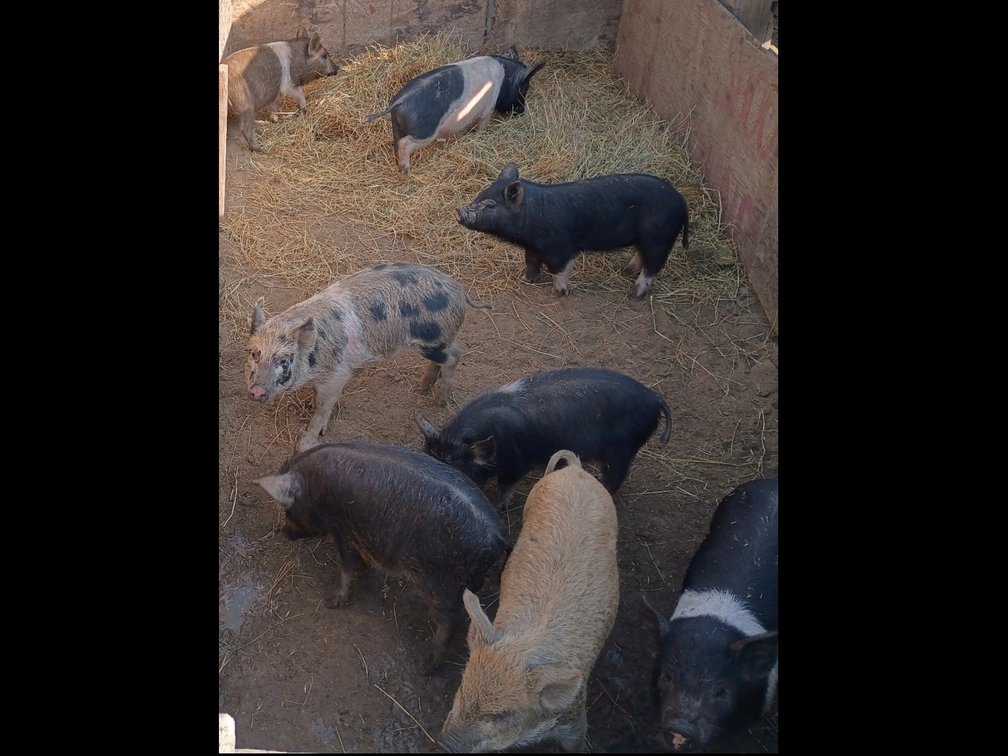 2 Piglets as Seen in Picture Read Description