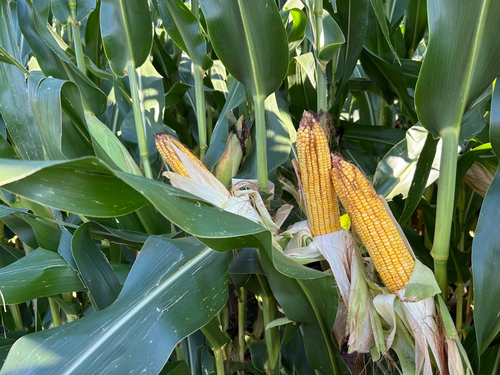 The Bertsche Trusts Farmland Auction Tract 3: 20.00 +/- Surveyed Acres