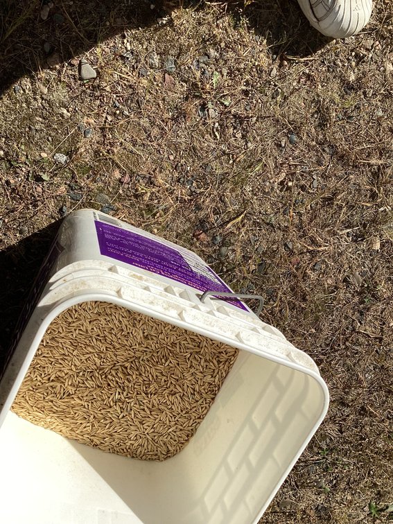 1/2 bucket of oat seed