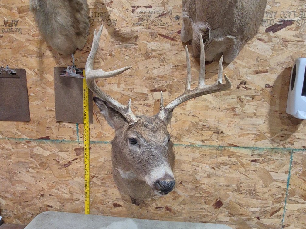 Taxidermy