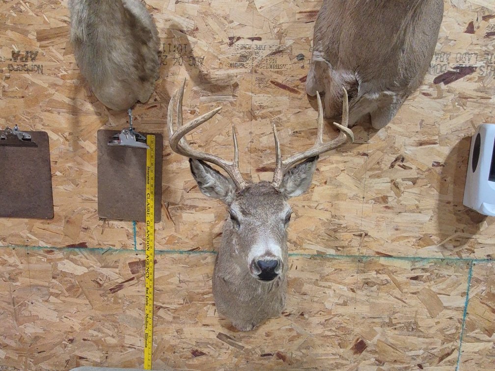 Taxidermy